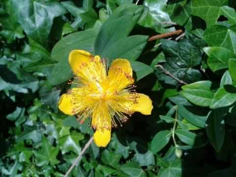 St John's Wort, click for a larger image