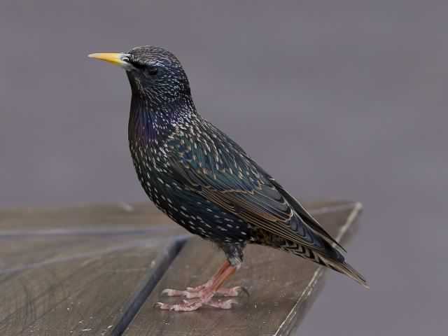 Starling - Sturnus vulgaris, click for a larger image, photo licensed for reuse CCASA3.0
