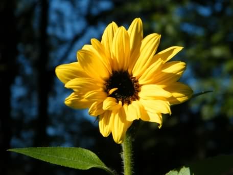 Sunflower - Helianthus annuus, click for a larger image