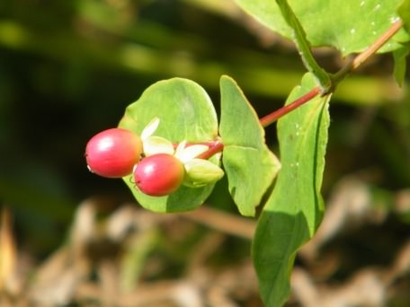 Tall Tutsan - Hypericum androsaemum x H. hircinum, click for a larger image