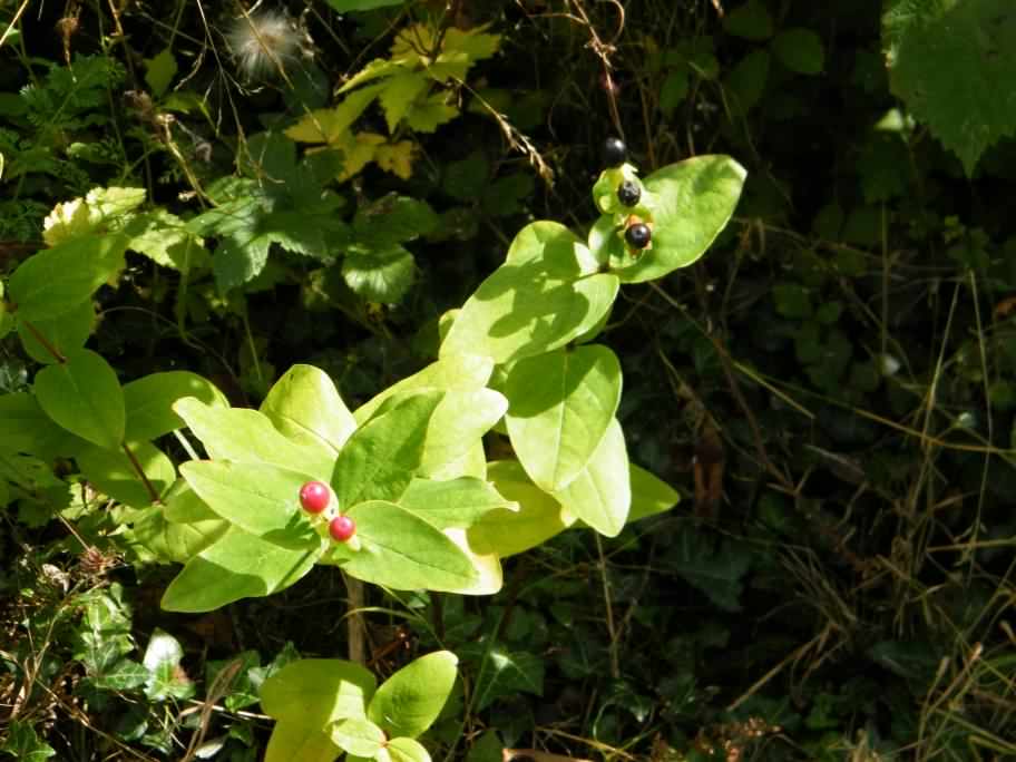 Tall Tutsan - Hypericum androsaemum x H. hircinum, click for a larger image