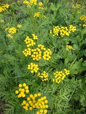Tansy - Tanacetum vulgaris, click for a larger image, photo licensed for reuse CCASA2.5