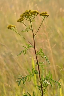 Tansy - Tanacetum vulgaris, click for a larger image, photo licensed for reuse CCASA3.0