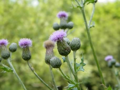 Creeping Thistle - Cirsium arvense, click for a larger image