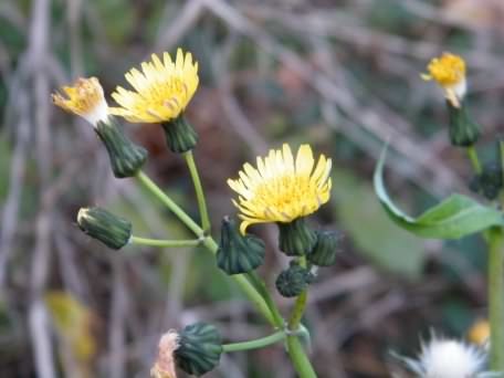 Smooth Sow-thistle - Sonchus oleraceus, species information page
