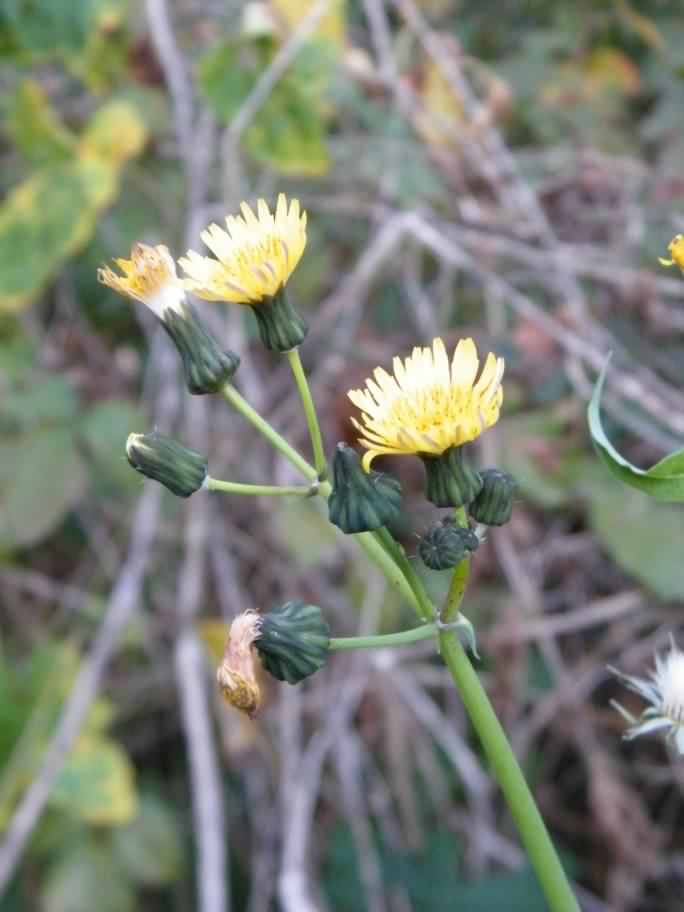 Smooth Sow-thistle - Sonchus oleraceus, click for a larger image
