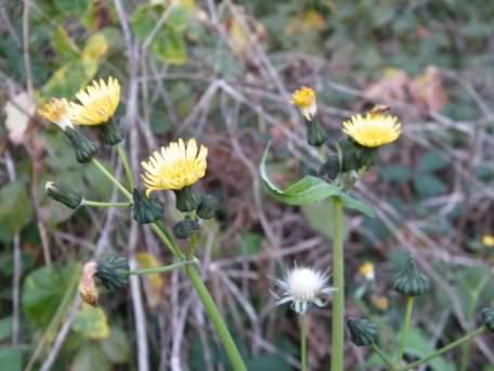 Smooth Sow-thistle - Sonchus oleraceus, click for a larger image