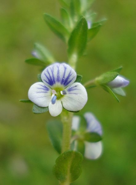 Thyme-leaved Speedwell - Veronica serpyllifolia, click for a larger image, photo licensed for reuse CCASA3.0