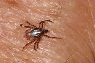 Tick - Ixodes ricinus, click for a larger image, photo licensed for reuse CCASA2.5