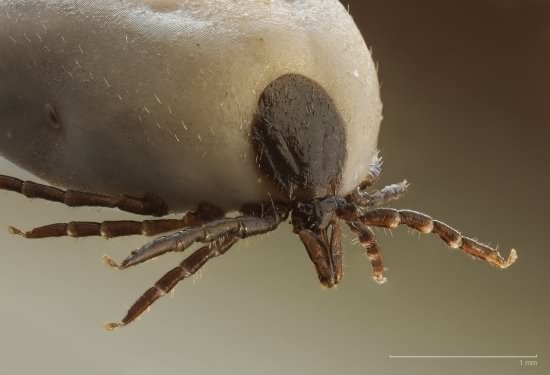 Tick - Ixodes ricinus, click for a larger image, photo licensed for reuse CCASA2.5
