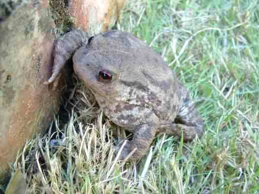 Common Toad - Bufo bufo, click for a larger image