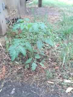 Tomato - Solanum lycopersicum, click for a larger image