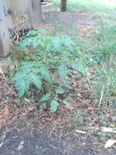 Tomato - Solanum lycopersicum, click for a larger image