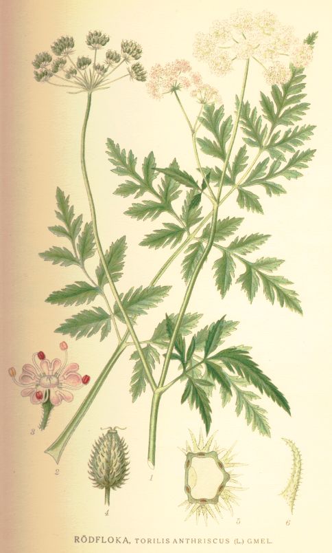 Upright Hedge Parsley Torilis Japonica Species Information Page Also Known As Scabby Head Japanese Hedge Parsley Upright Hedge Parsley Torilis Japonica Species Information Page Also Known As Scabby Head Japanese Hedge Parsley