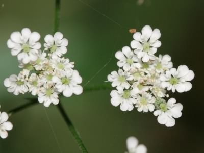 Upright Hedge-parsley - Torilis japonica, click for a larger image, photo licensed for reuse CCASA3.0