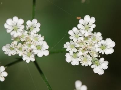 Upright Hedge-parsley - Torilis japonica, click for a larger image, photo licensed for reuse CCASA3.0