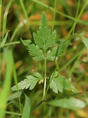 Upright Hedge-parsley - Torilis japonica, click for a larger image, photo licensed for reuse CCASA3.0