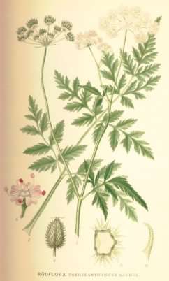 Upright Hedge-parsley - Torilis japonica, click for a larger image, image is in the public domain