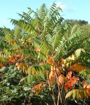 Tree of Heaven - Ailanthus altissima