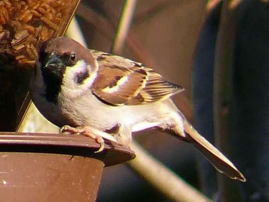 Tree Sparrow - Passer montanus, click for a larger image, photo is in the public domain, species information page