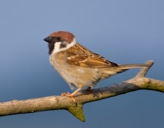 Tree Sparrow - Passer montanus, click for a larger image, photo licensed for reuse CCASA2.5