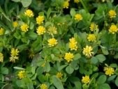 Lesser trefoil - Trifolium dubium, click for a larger image, licensed for reuse NCSA3.0