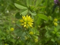 Lesser trefoil - Trifolium dubium, click for a larger image, photo licensed for reuse CCASA3.0