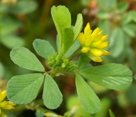 Lesser trefoil - Trifolium dubium, species information page, photo licensed for reuse CCASA3.0