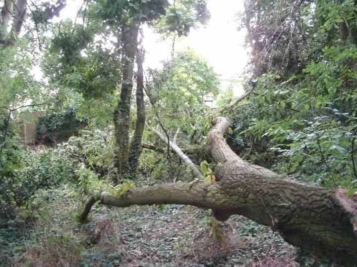 Turkey Oak downed in Brickfields Country Park during August storm