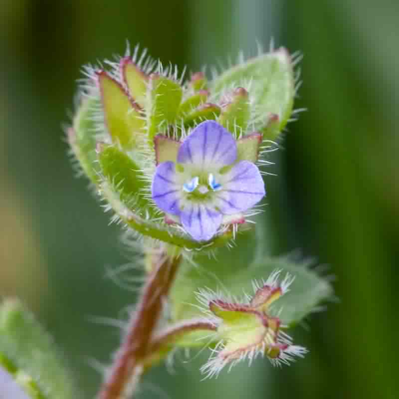 Ivy-leaved Speedwell - Veronica hederifolia, species information page, image is in the public domain