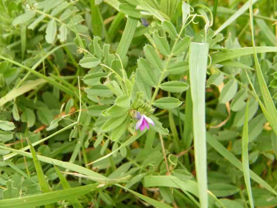Common Vetch - Vicia sativa, species information page
