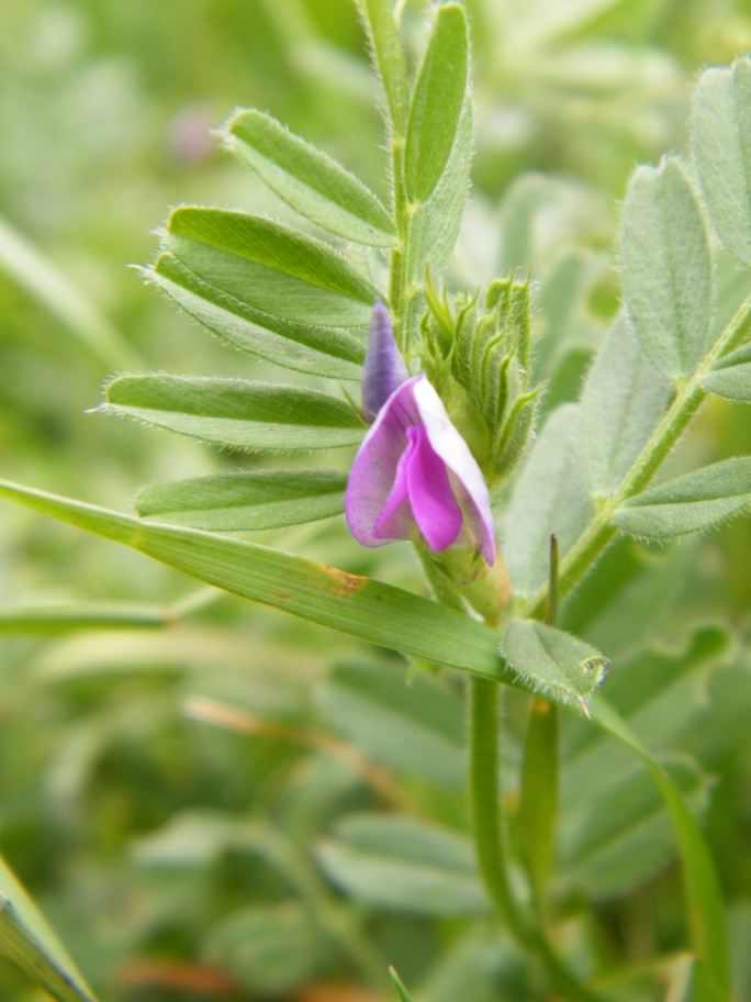 Common Vetch - Vicia sativa, click for a larger image