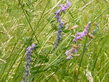 Tufted Vetch - Vicia cracca, click for a larger image