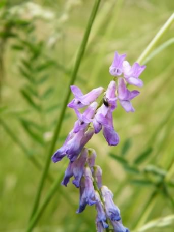 Tufted Vetch - Vicia cracca, click for a larger image