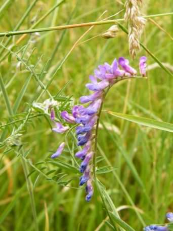 Tufted Vetch - Vicia cracca, click for a larger image