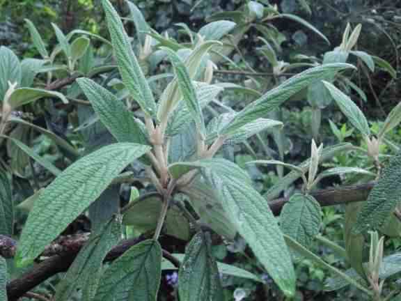 Leather Leaf Viburnum - Viburnum rhytidophyllum, click for a larger image