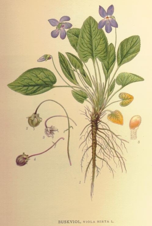 Hairy Violet - Viola hirta, species information page, image is in the public domain