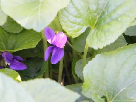 Sweet Violet - Viola odorata, click for a larger image