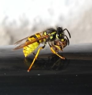 German Wasp - Vespula germanica, species information page, photo licensed for reuse CCANC4.0