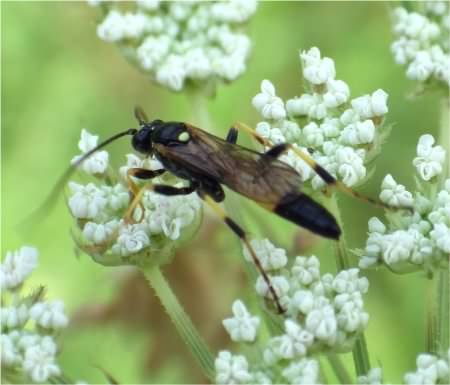 Parasitic Wasp - Ichneumon suspiciosus, click for a larger image