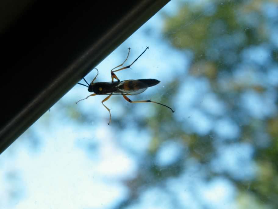 Parasitic Wasp - Diphyus quadripunctorius, click for a larger image