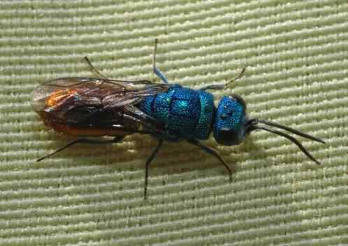 Ruby Tailed Jewel Wasp - Chrysis ignita, species information page, photo licensed for reuse CCASA2.5