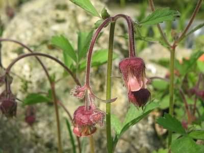 Water Avens - Geum rivale, species information page