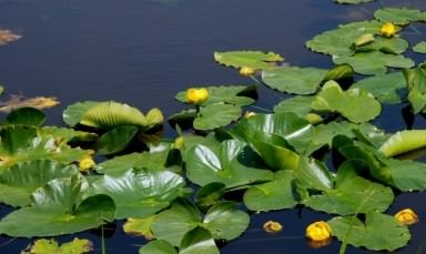 Yellow Waterlilly - Nymphaea lutea, species information page, photo licensed for reuse CCBYNCSA3.0