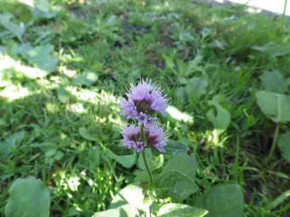 Water Mint - Mentha aquatica, click for a larger image