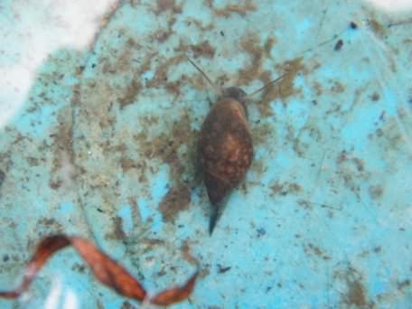 Water Snail - Bithynia tentaculata, species information page