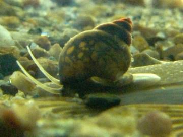 Water Snail - Bithynia tentaculata, click for a larger image, photo is in the public domain