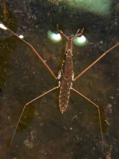 Pond Skaters - Gerridae spp., click for a larger image, photo licensed for reuse CCASA2.5