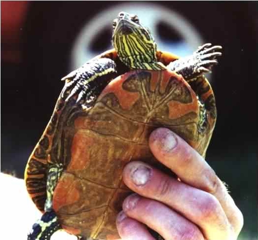 Red Bellied Slider - Trachemys scripta scripta, click for a larger image