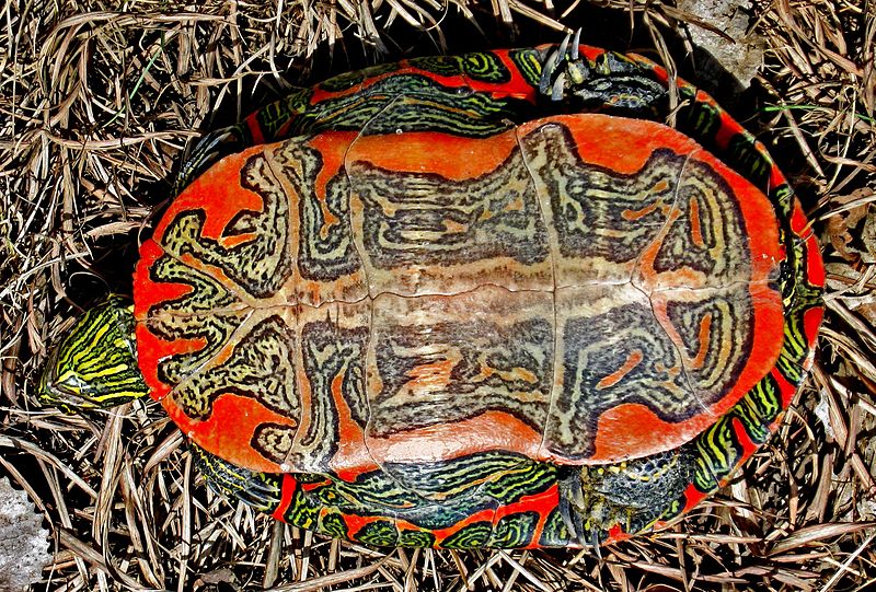 Western Painted Turtle - Chrysemys picta bellii, click for a larger image CCASA1.0